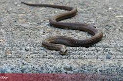 Ako vam priđe zmija, uradite samo jednu stvar – momentalno će pobjeći