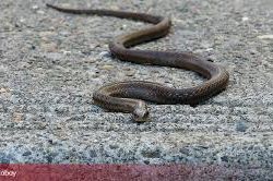 Ako vam priđe zmija, uradite samo jednu stvar – momentalno će pobjeći