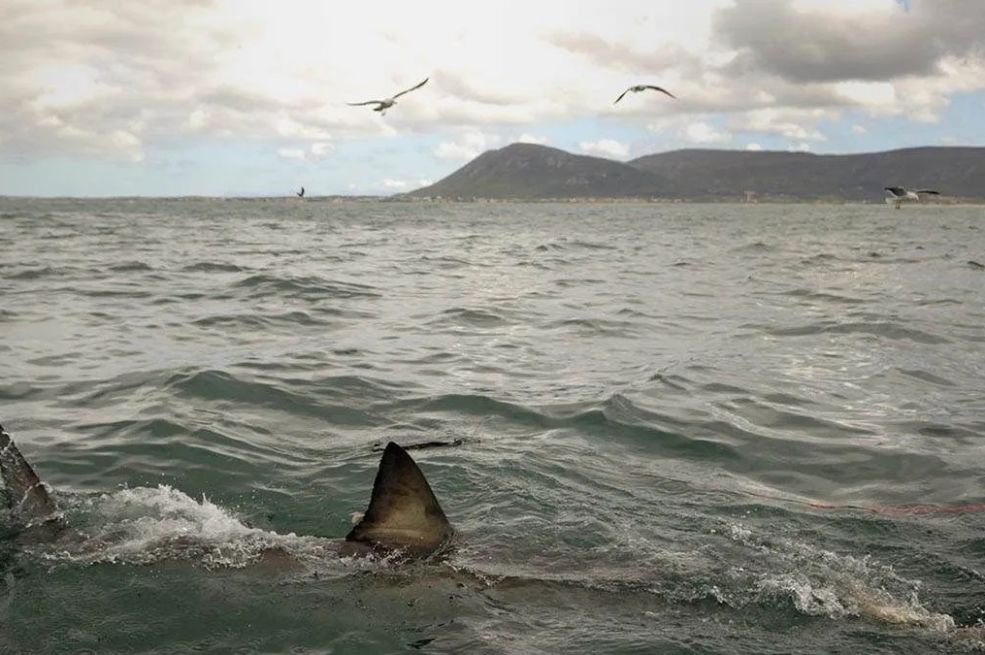 U Jadranu ulovljena velika bijela ajkula: Evo kad se desio zadnji napad u Crnoj Gori i Hrvatskoj