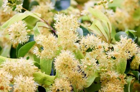 Za šta je dobar čaj i sok OD LIPE