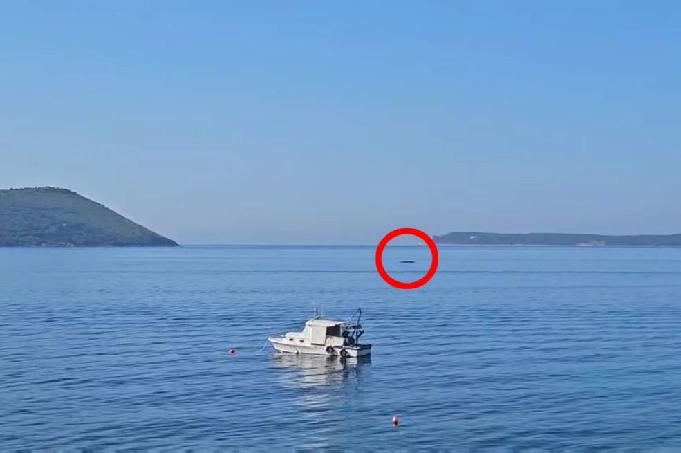 Uočen kit u Crnoj Gori: "Molimo sve da izbjegavaju približavanje" (VIDEO)
