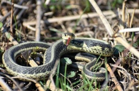 Ovo momentalno izbacite iz dvorišta: Jako privlači zmije