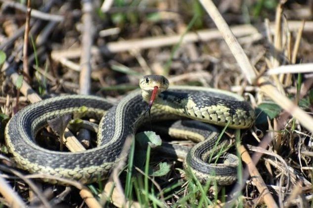 Ovo momentalno izbacite iz dvorišta: Jako privlači zmije