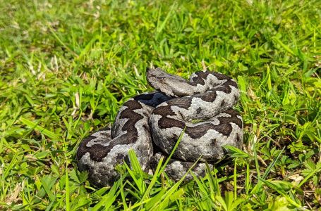 Dijete (7) tokom ljetovanja u Istri ugrizao poskok