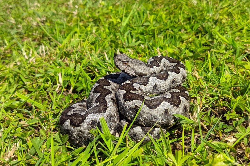 Ako vidite zmiju kako vam se približava, učinite samo jednu stvar: Odmah će pobjeći