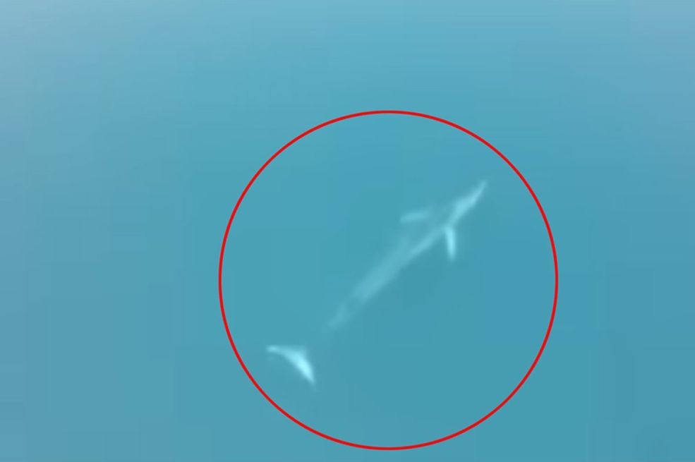 Kit mijenja lokacije na crnogorskom primorju (VIDEO)