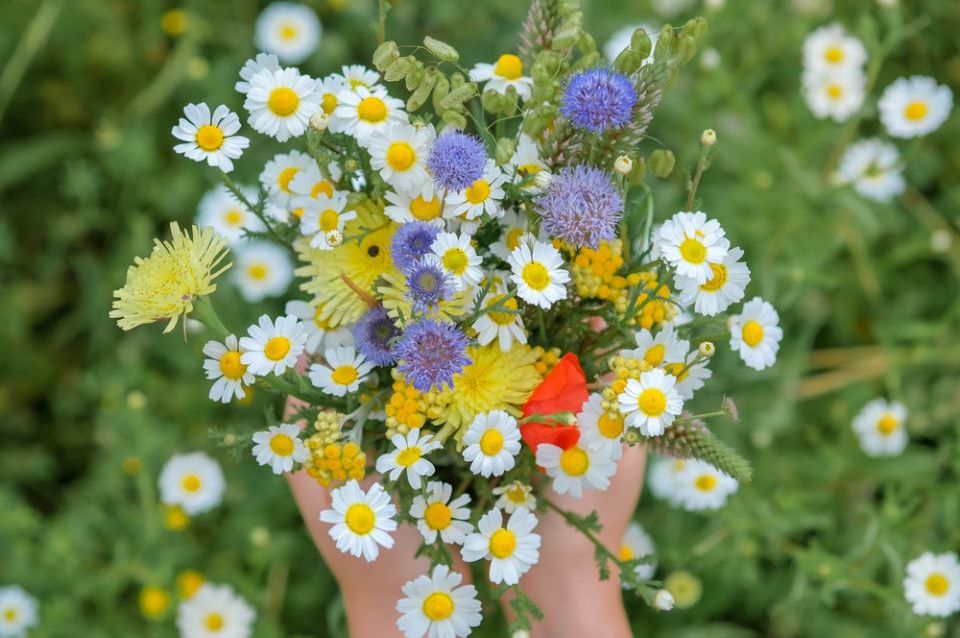 3 stvari koje ne smiju da se rade na Vidovdan: DONOSE NESREĆU ZA ČITAVU GODINU