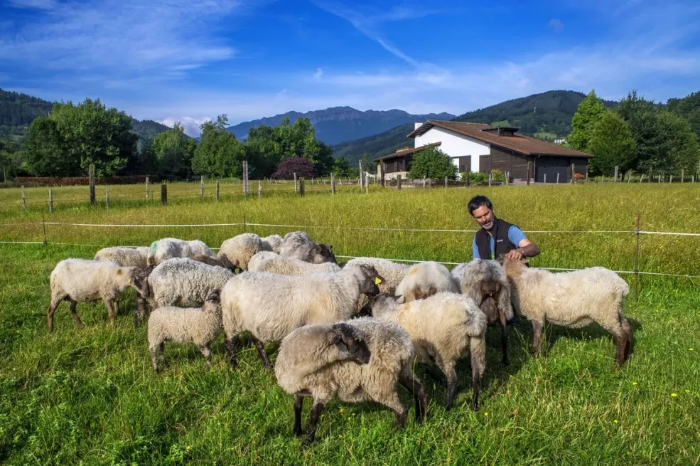 Medvjed napao stado ovaca, ali ono što se desilo sigurno nije očekivao (VIDEO)