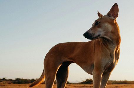 Ne laje i ne razboljeva se: Evo zašto je ova rasa pasa već decenijama među najpopularnijima