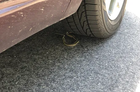 STRUČNJACI UPOZORAVAJU: Ovo je znak da se u vaš automobil sakrila zmija