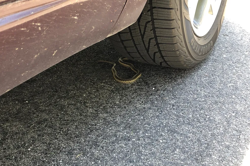 STRUČNJACI UPOZORAVAJU: Ovo je znak da se u vaš automobil sakrila zmija