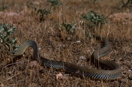 Ako zmija priđe, snažno lupite nogom – stručnjaci objašnjavaju zašto