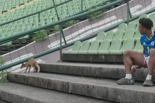 IShowSpeed ganjao lisicu na stadionu Koševo