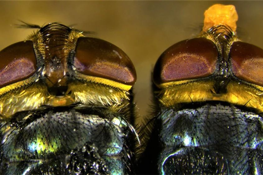 Prijetnja se približava SAD-u: Evo zašto će uzgojiti stotine miliona muha i baciti ih iz aviona