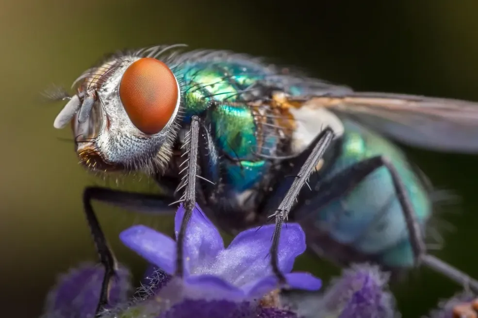 SAD planira uzgojiti milione muha i baciti ih iz aviona. Evo zašto