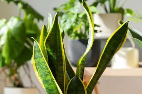 Ako vam ova biljka uspjeva u kući, znači da ste osoba sa posebnom energijom