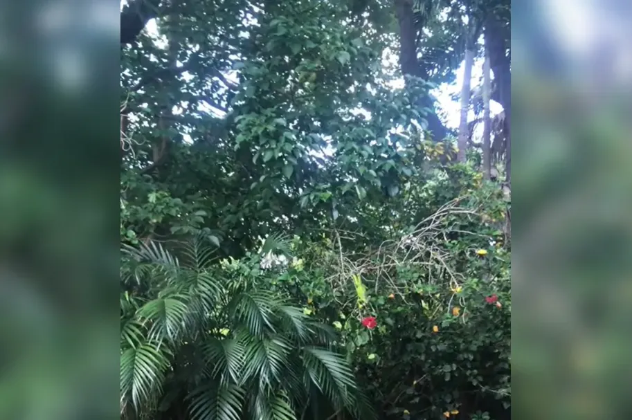 Cvijeće je nestajalo iz vrta, pa su postavili kameru: Prizor je iznenadio sve (VIDEO)