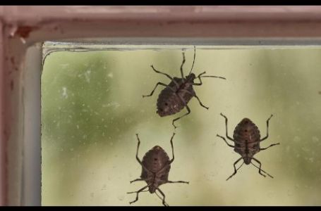 SA SAMO 2 NAMIRNICE RIJEŠITE SE SMRDIBUBA: Od ovoga bježe glavom bez obzira na sve