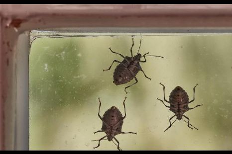 SA SAMO 2 NAMIRNICE RIJEŠITE SE SMRDIBUBA: Od ovoga bježe glavom bez obzira na sve