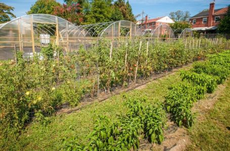 Ovo je najotrovnije povrće: Neki ga ljeti jedu svaki dan, a prska se s čak 15 različitih pesticida