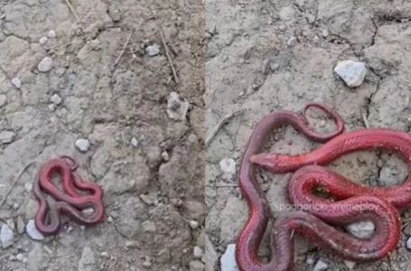 U Crnoj Gori uočena dosad nepoznata vrsta zmije: "Nikada u životu nismo vidjeli ovakvo nešto"