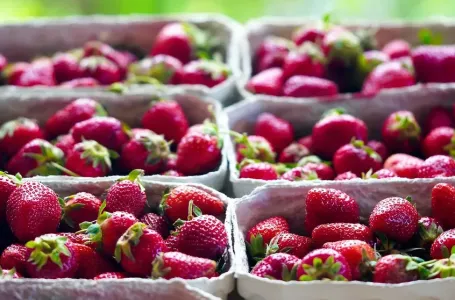 Zabranjen uvoz zamrznutih jagoda i sladoleda od pistaća u BiH