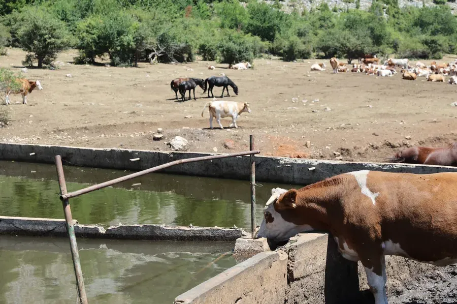 Stiže voda za krave i konje na Suvoj planini