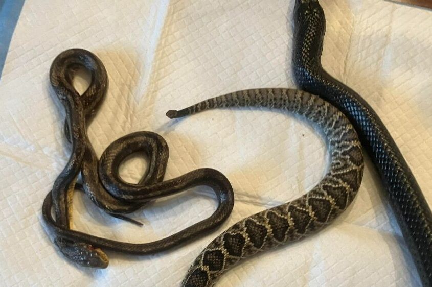 TJERA ZMIJE, A NIJE JEŽ: Evo čega se ovi gmizavci stvarno plaše