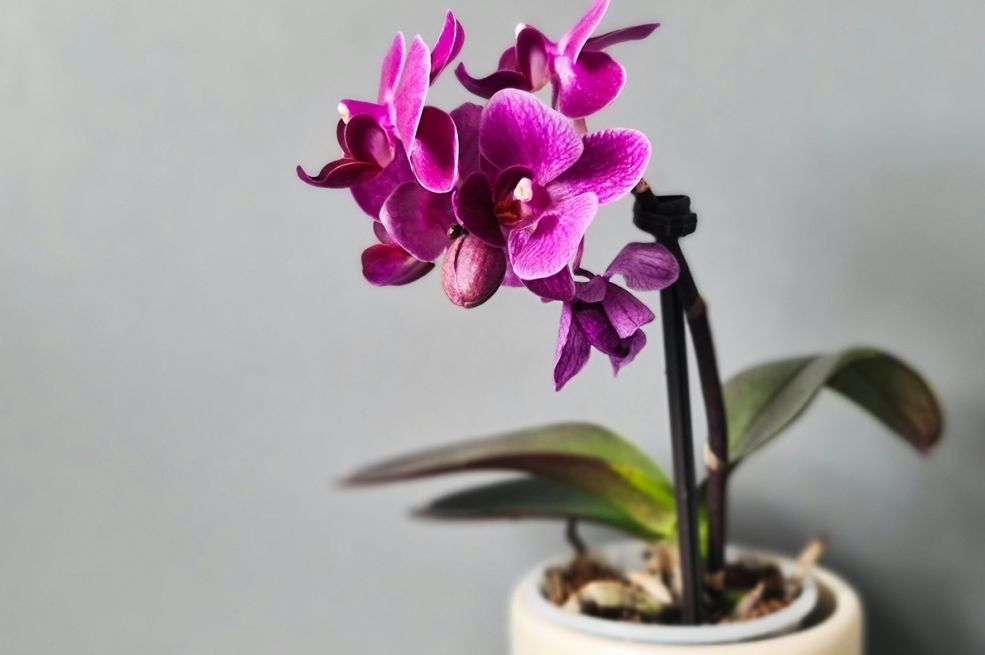 Orhideje u punom sjaju: Prirodni trik iz kuhinje koji garantuje bujno cvjetanje