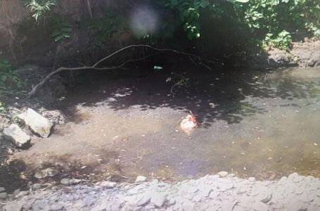 Užas u Mionici: Starac snimao i objavljivao kako utapa štenad – Šokantni detalji zlostavljanja!