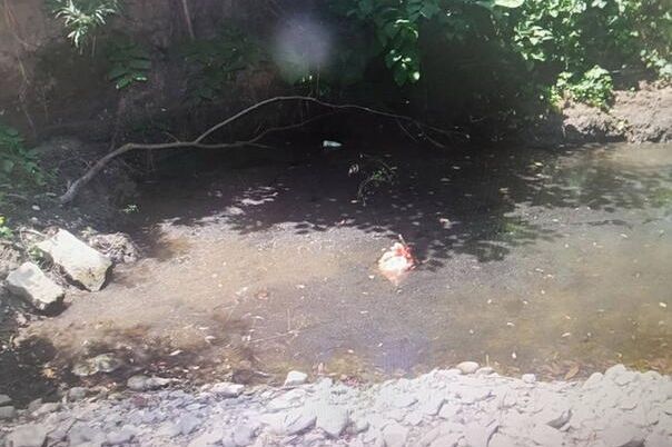 Užas u Mionici: Starac snimao i objavljivao kako utapa štenad – Šokantni detalji zlostavljanja!