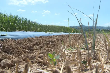 Vrućine i suša pogodile BiH: Poljoprivrednici zbrajaju štete, građani strahuju od nestašice vode