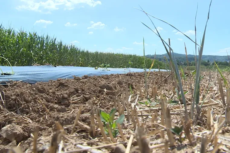 Vrućine i suša pogodile BiH: Poljoprivrednici zbrajaju štete, građani strahuju od nestašice vode