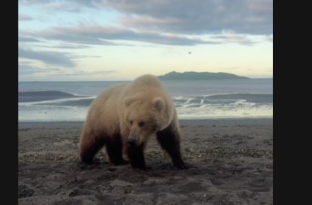 Čekao je zalazak sunca na obali, ali nije imao pojma ko mu se približava (VIDEO)