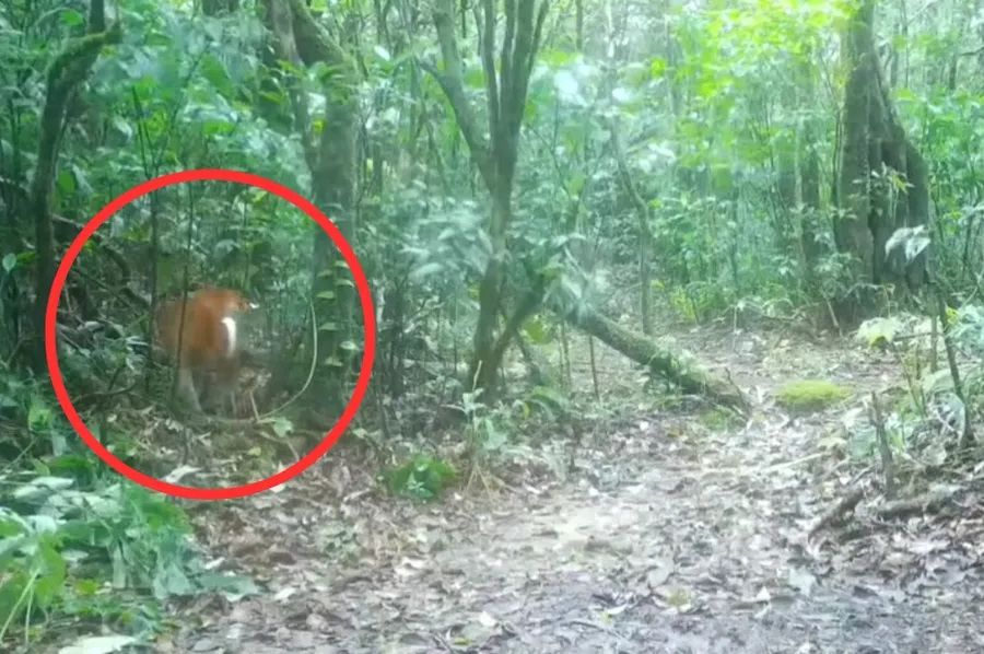 Kamera usred šume uhvatila rijedak prizor: Moćno stvorenje slabo je poznato čak i naučnicima