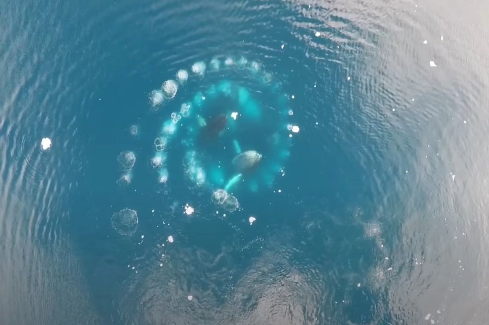 Ako primjetite ovu pojavu na površini mora, plivajte što dalje možete (VIDEO)