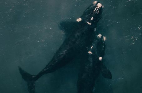 Evakuisana nuklearna elektrana Fukušima, četiri kita isplivala na obalu Japana (VIDEO)