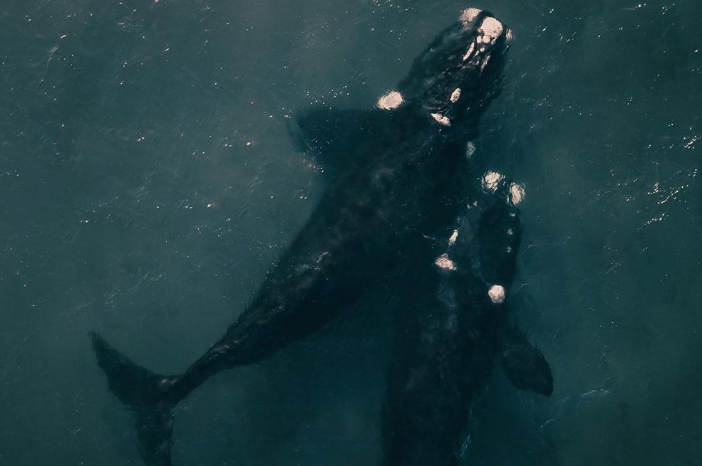 Evakuisana nuklearna elektrana Fukušima, četiri kita isplivala na obalu Japana (VIDEO)