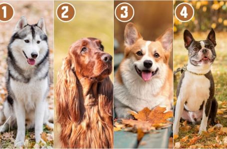 Test ličnosti: Izaberite psa koji vam se najviše dopada i saznajte šta vas izdvaja od drugih