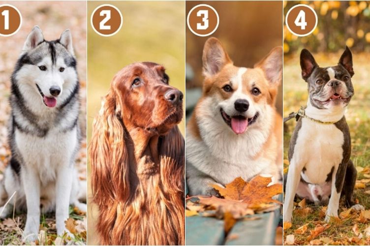 Test ličnosti: Izaberite psa koji vam se najviše dopada i saznajte šta vas izdvaja od drugih