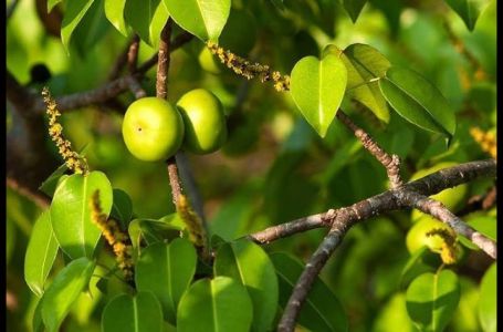 Drvo smrti: Ne prilazite ovom stablu kada pada kiša, izaziva sljepilo, opekotine i smrt