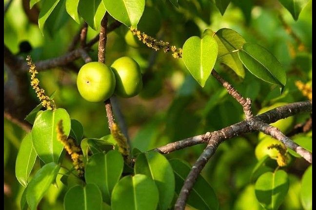 Drvo smrti: Ne prilazite ovom stablu kada pada kiša, izaziva sljepilo, opekotine i smrt