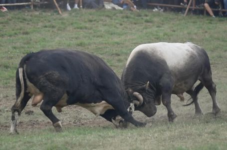 TRAGEDIJA U DONJEM VAKUFU: Dvije osobe uhapšene nakon što je bik usmrtio posjetioca koride