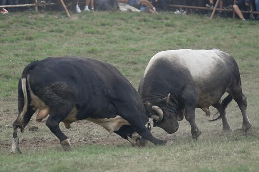 TRAGEDIJA U DONJEM VAKUFU: Dvije osobe uhapšene nakon što je bik usmrtio posjetioca koride