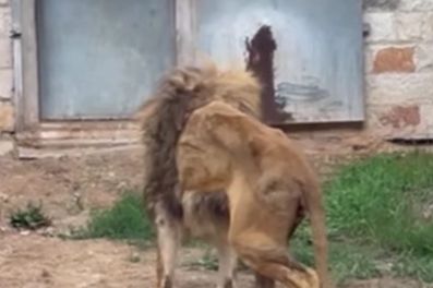 Lav u Pionirskoj dolini izgleda zastrašujuće loše, šta se dešava? (VIDEO)