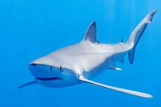 Ajkula od skoro dva metra slobodno krstari Jadranom: Evo o čemu se radi…