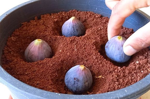 Zakopajte 4 smokve u saksiju sa zemljom i gledajte čudo: Viralni hit koji ćete obožavati