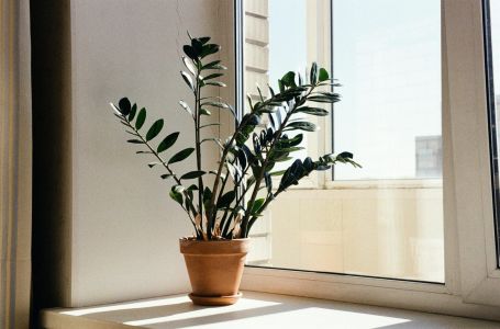 Zamija se ne stavlja bilo gdje: Samo jedno mjesto u kući garantuje da će privući sreću i novac