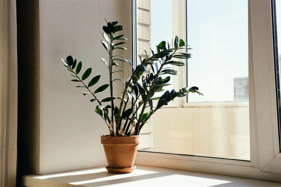 Zamija se ne stavlja bilo gdje: Samo jedno mjesto u kući garantuje da će privući sreću i novac