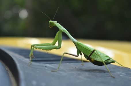 Kada vam u kuću uđe bogomoljka, to znači samo jedno: Ona nosi važnu poruku